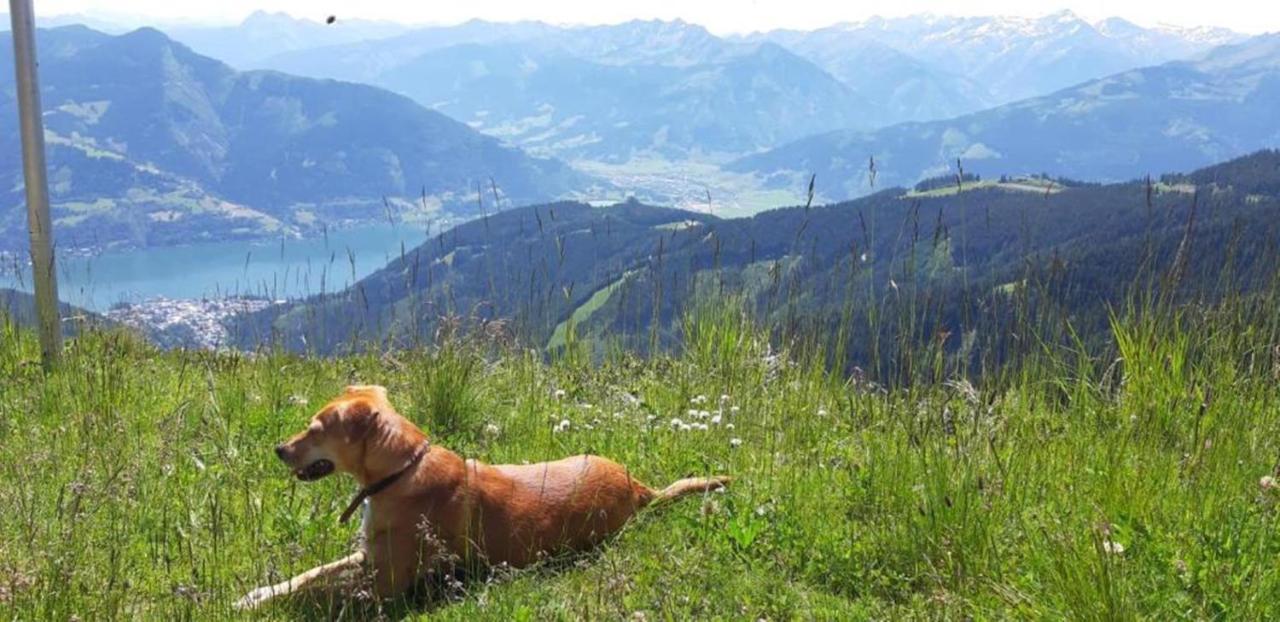 Pension Alpenrose Zell am See Ngoại thất bức ảnh
